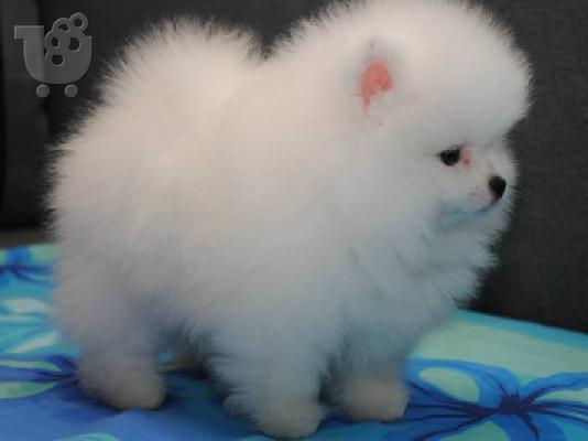 Αξιολάτρευτο κουτάβι Pomeranian κουτάβια για πώληση.